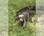 Small Photo #3 Weimaraner Puppy For Sale in NEW KINGSTON, NY, USA
