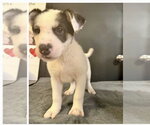 Small #1 Siberian Husky Mix