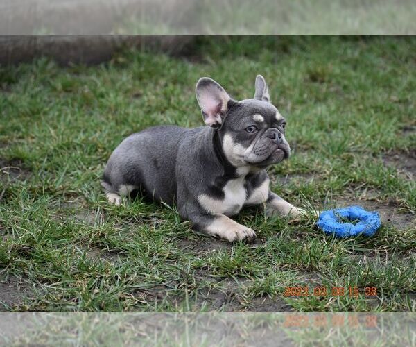 Medium Photo #5 French Bulldog Puppy For Sale in Dombrad, Szabolcs-Szatmar-Bereg, Hungary