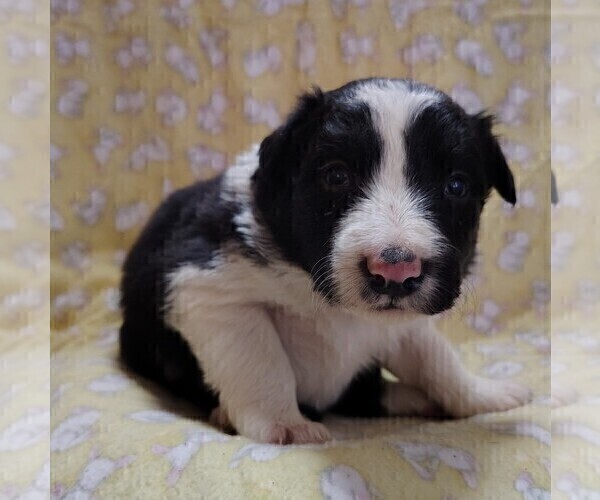 Medium Photo #24 Border Collie Puppy For Sale in NORBORNE, MO, USA