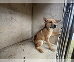 Small Chow Chow-Shiba Inu Mix