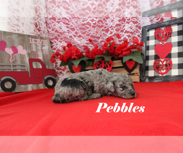 Medium Photo #6 Poodle (Toy) Puppy For Sale in CHANUTE, KS, USA