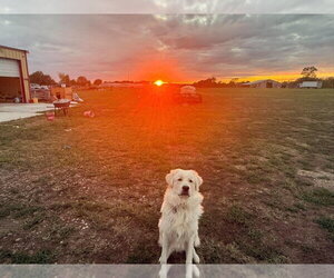 Vignemale Aka Vinnie - Male Great Pyrenees Dog for Adoption