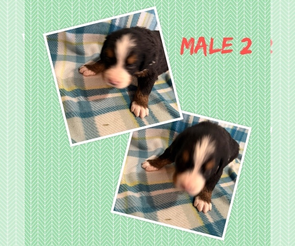 Medium Photo #1 Bernese Mountain Dog Puppy For Sale in ARGONNE, WI, USA