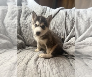 German Shepherd Dog-Siberian Husky Mix Puppy for sale in WHEELING, WV, USA