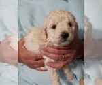 Puppy Mini Male blue Goldendoodle-Poodle (Miniature) Mix