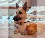 Small #2 German Shepherd Dog Mix
