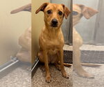 Small #1 Mutt