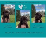 Small Photo #2 Labradoodle Puppy For Sale in GRAND RONDE, OR, USA