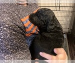 Small #2 Labradoodle