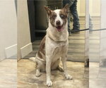Small Photo #11 Catahoula Leopard Dog-Unknown Mix Puppy For Sale in Lakewood, CO, USA
