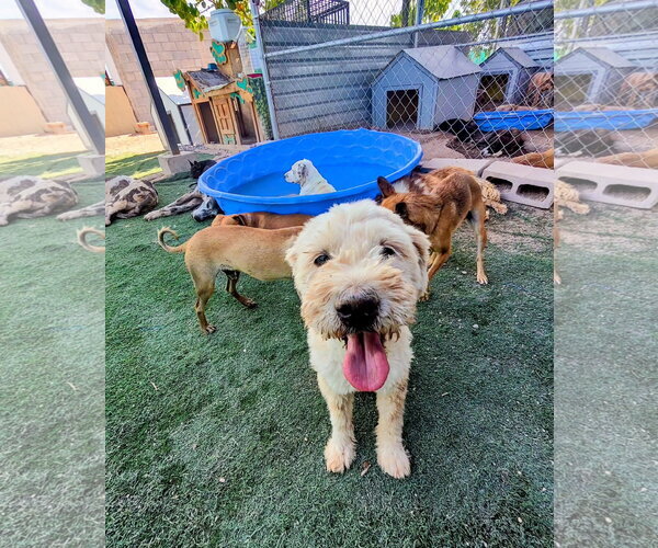 Medium Photo #5 Golden Retriever-Unknown Mix Puppy For Sale in Escondido, CA, USA