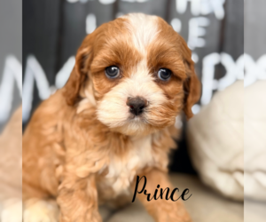 Cavapoo Puppy for sale in ADDISON, IL, USA