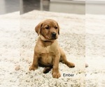 Small Photo #3 Labrador Retriever Puppy For Sale in STEVENS, PA, USA