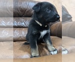 Puppy 4 Australian Shepherd-German Shepherd Dog Mix
