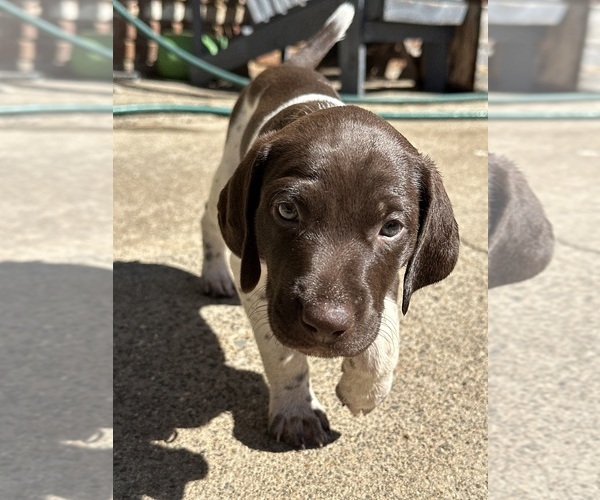 Medium Photo #2 German Shorthaired Pointer Puppy For Sale in PLACERVILLE, CA, USA