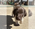 Small #1 German Shorthaired Pointer