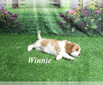 Small #19 Cavalier King Charles Spaniel