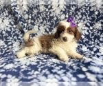 Small #2 Cavapoo