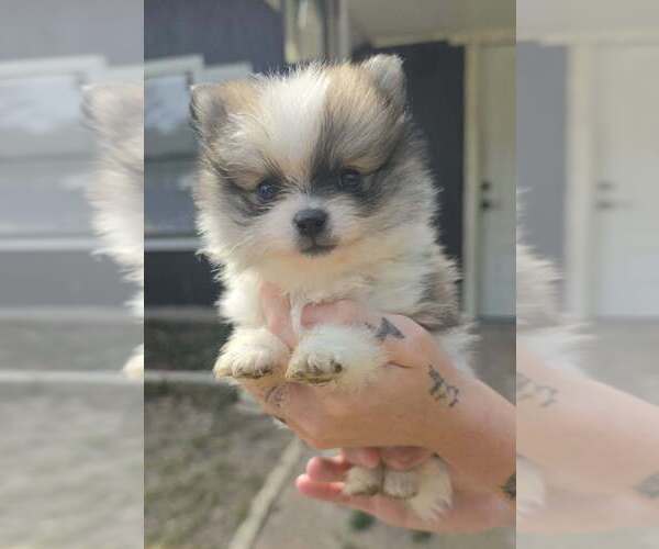 Medium Photo #1 Pomeranian Puppy For Sale in GUN BARREL CITY, TX, USA