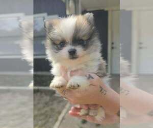 Pomeranian Puppy for sale in GUN BARREL CITY, TX, USA