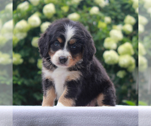Bernedoodle-Poodle (Miniature) Mix Puppy for sale in NARVON, PA, USA