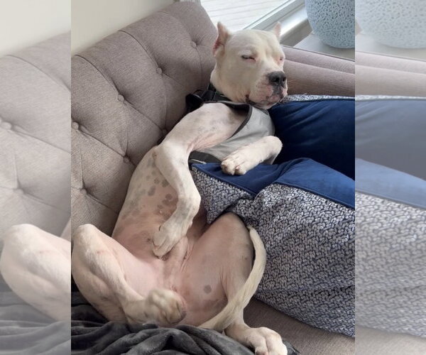 Medium Photo #4 Argentinian Mastiff Puppy For Sale in Dumont, NJ, USA