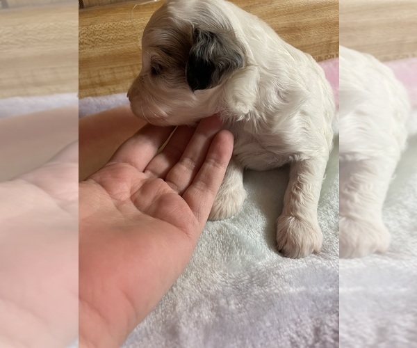 Medium Photo #12 Cavapoo Puppy For Sale in LAFAYETTE, TN, USA