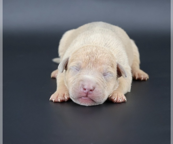 Medium Photo #1 American Bully Puppy For Sale in CHAMPAIGN, IL, USA