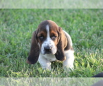 Puppy 2 Basset Hound