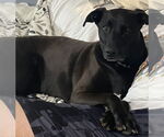 Small #1 Labrador Retriever Mix