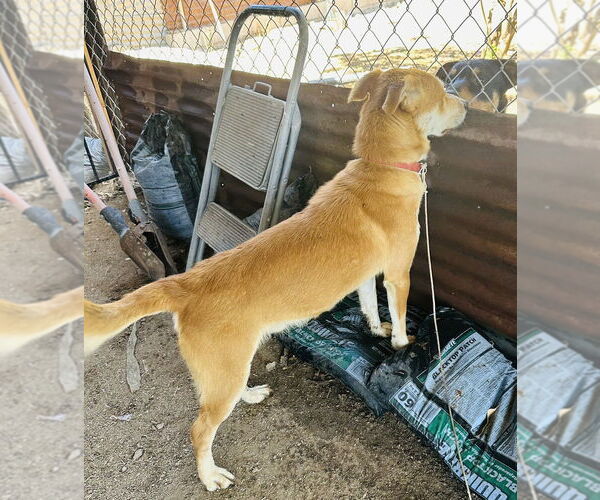 Medium Photo #4 Mutt Puppy For Sale in Dana Point, CA, USA