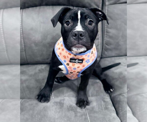 Medium Photo #1 Mutt Puppy For Sale in Princeton, MN, USA