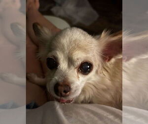 Chihuahua Dogs for adoption in Gulfport, MI, USA