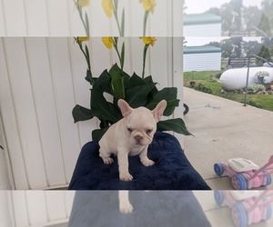 French Bulldog Puppy for sale in GOSHEN, IN, USA