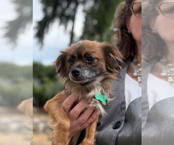 Medium Photo #1 Mutt Puppy For Sale in Bellevue, WA, USA