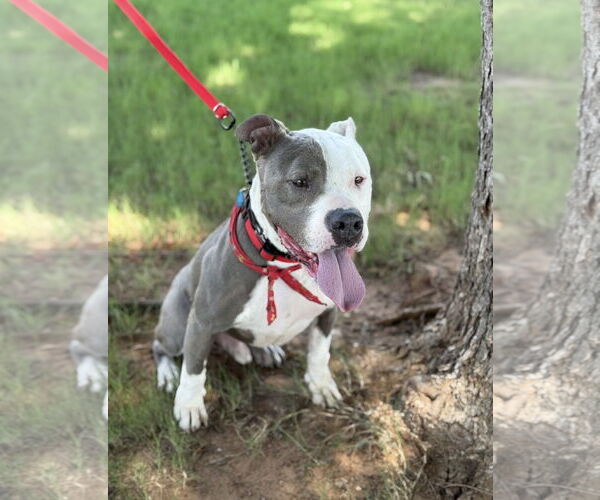 Medium Photo #7 Mutt Puppy For Sale in Euless, TX, USA