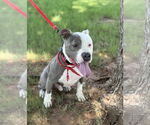 Small #6 Mutt