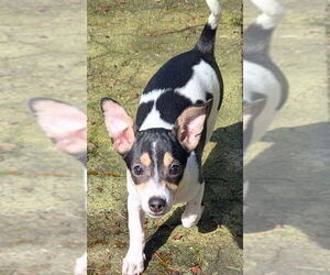 Chihuahua-Unknown Mix Dogs for adoption in Olalla, WA, USA