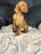 Small Photo #4 Vizsla Puppy For Sale in INSTITUTE, WI, USA