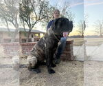 Small #5 Mastiff