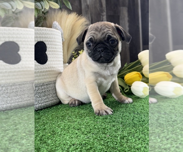 Medium Photo #2 Pug Puppy For Sale in CANOGA, NY, USA