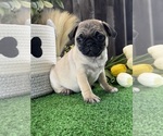Small #1 Pug