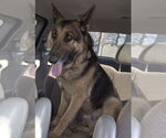 Small German Shepherd Dog