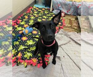 Labrador Retriever-Unknown Mix Dogs for adoption in Fort Wayne, IN, USA