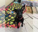 Small Labrador Retriever Mix
