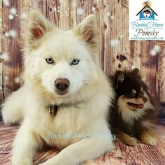 Mother of the Pomeranian-Pomsky Mix puppies born on 02/22/2019