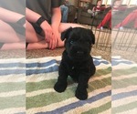 Small Photo #3 Carnauzer Puppy For Sale in SALEM, OR, USA