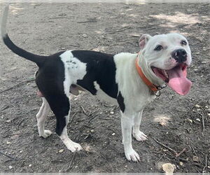 American Pit Bull Terrier-Unknown Mix Dogs for adoption in Waco, TX, USA