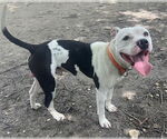 Small American Pit Bull Terrier Mix
